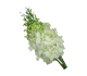 گل ارکیده دندروبیوم وایت سان شاین